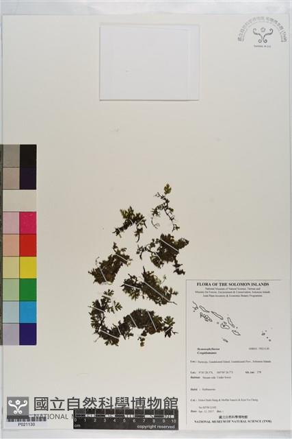 登錄號:P021130藏品圖，第1張