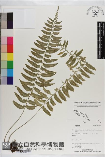 登錄號:P021030藏品圖，第1張