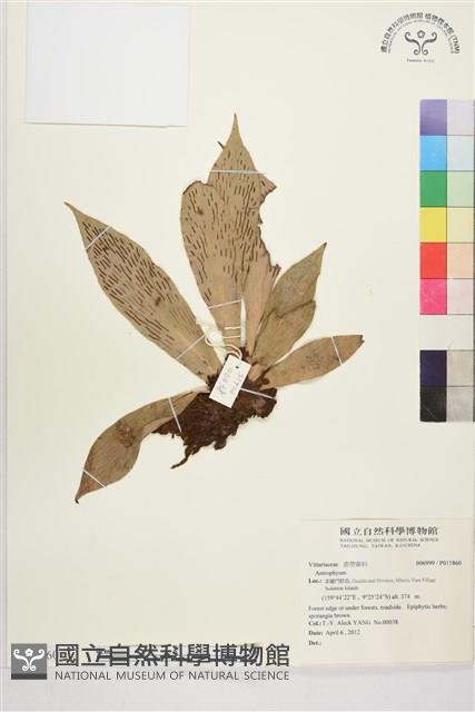 登錄號:P015860藏品圖，第1張