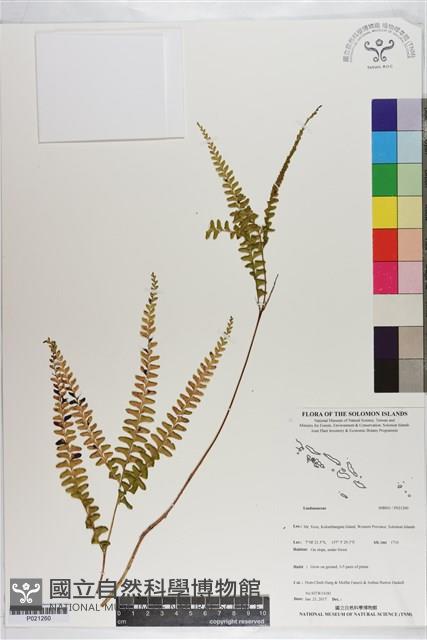 登錄號:P021260藏品圖，第1張