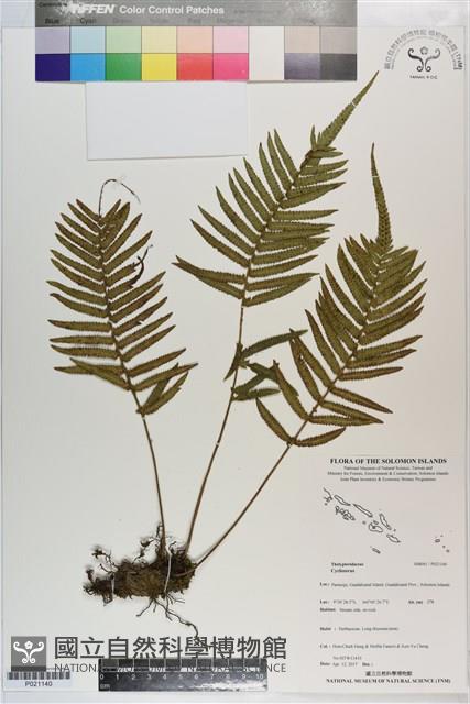 登錄號:P021140藏品圖，第1張