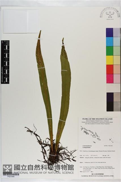 登錄號:P021040藏品圖，第1張