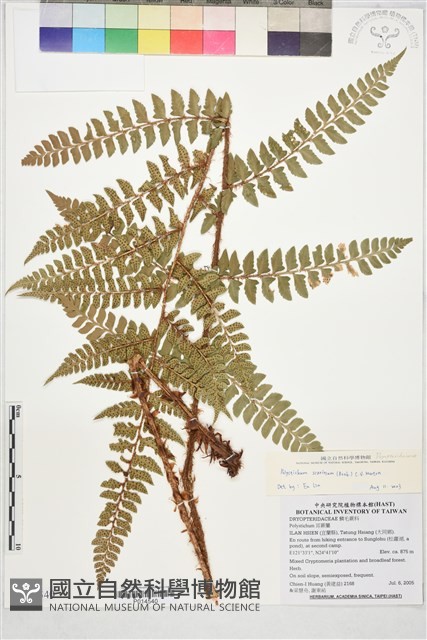 阿里山耳蕨藏品圖，第1張