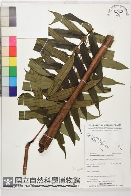 登錄號:P022640藏品圖，第1張