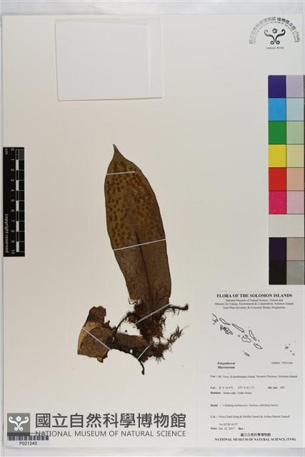 登錄號:P021240藏品圖，第1張