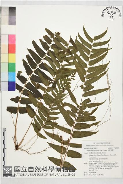長葉腎蕨藏品圖，第1張