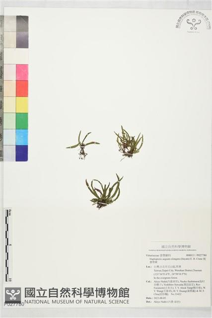 姬書帶蕨藏品圖，第1張