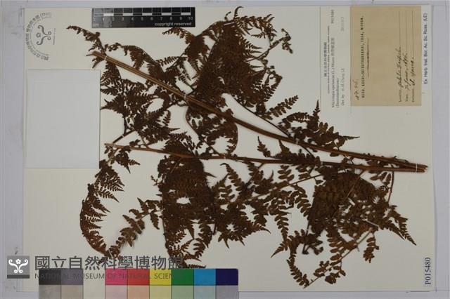 熱帶鱗蓋蕨藏品圖，第1張