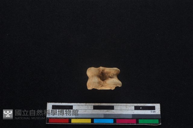 山羌骨藏品圖，第1張