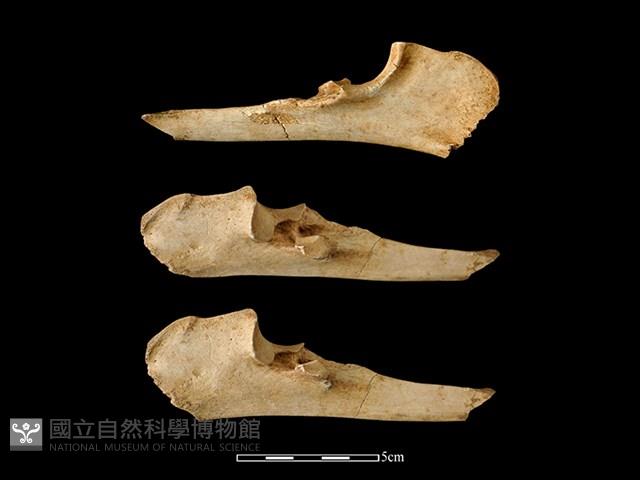 梅花鹿骨藏品圖，第1張