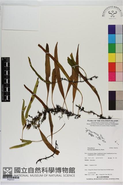 抱樹石葦藏品圖，第1張