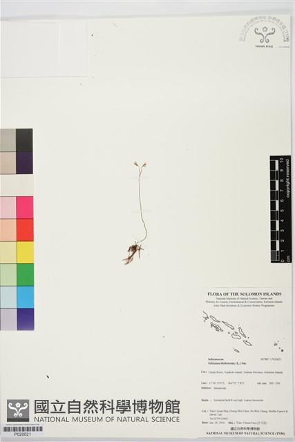 分枝莎草蕨藏品圖，第1張