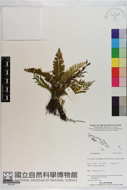 登錄號:P021021藏品圖，第1張