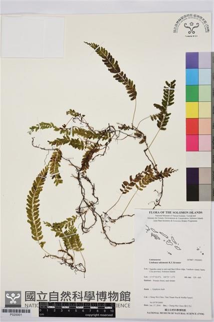 登錄號:P020001藏品圖，第1張