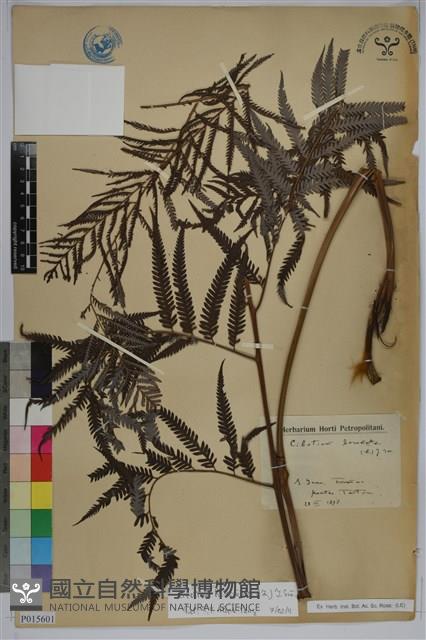 金狗毛蕨藏品圖，第1張