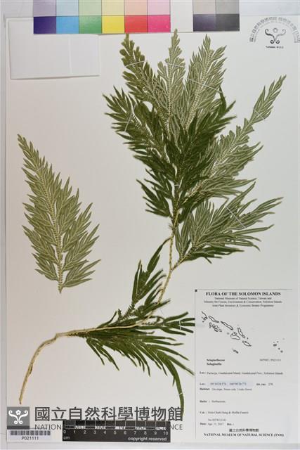 登錄號:P021111藏品圖，第1張