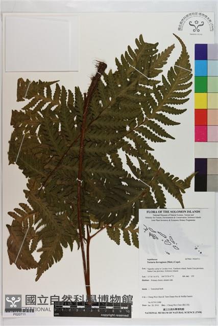 登錄號:P020711藏品圖，第1張