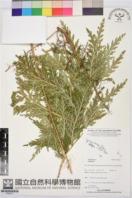 登錄號:P020011藏品圖，第1張