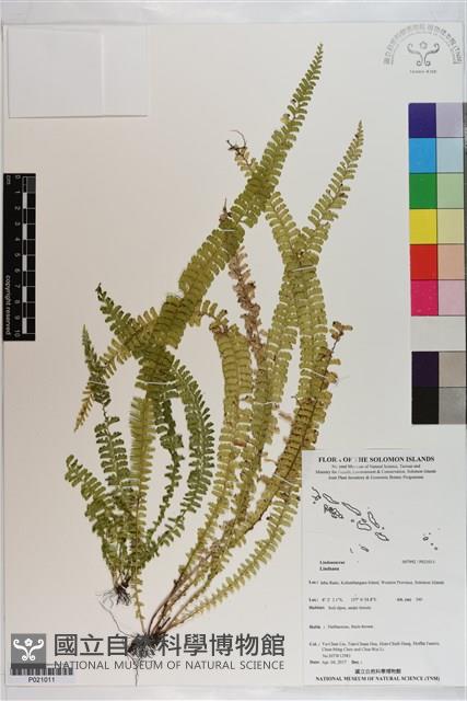 Accession Number:P021011 Collection Image