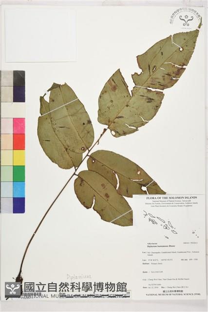 登錄號:P022611藏品圖，第1張