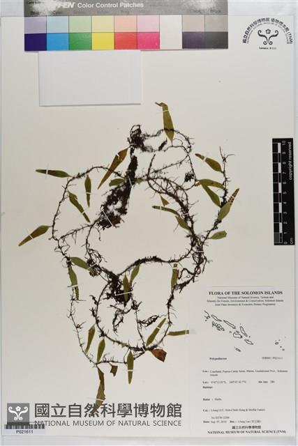 登錄號:P021611藏品圖，第1張