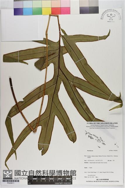 登錄號:P020811藏品圖，第1張