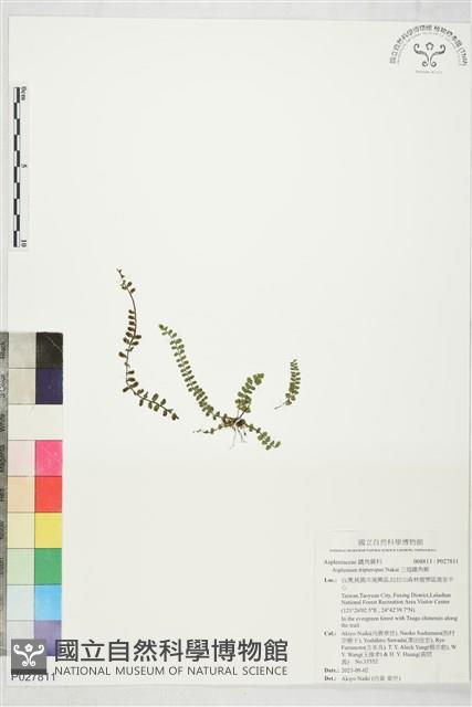 三翅鐵角蕨藏品圖，第1張