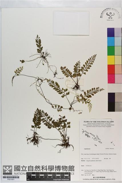 登錄號:P021051藏品圖，第1張