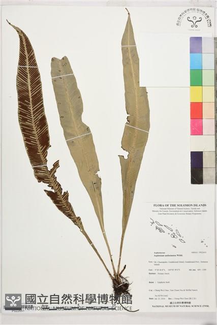 登錄號:P022651藏品圖，第1張