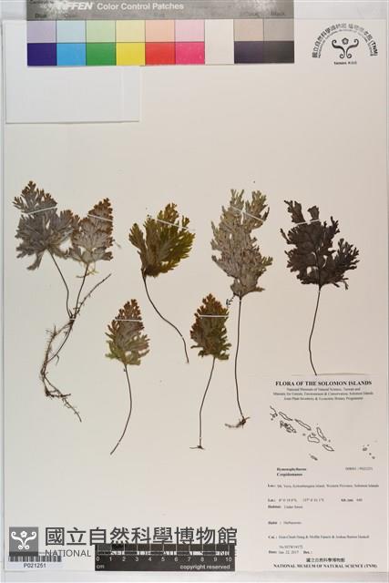 登錄號:P021251藏品圖，第1張