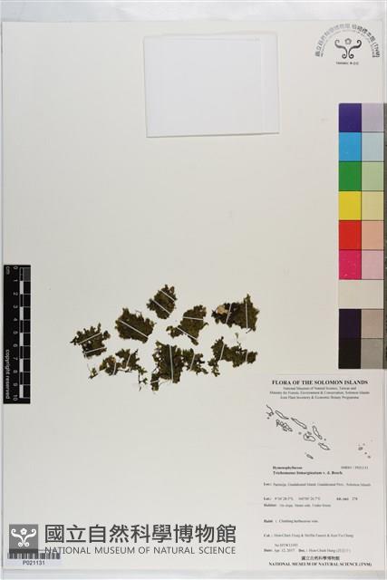 叉脈單葉假脈蕨藏品圖，第1張