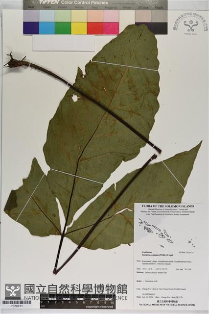 登錄號:P020731藏品圖，第1張