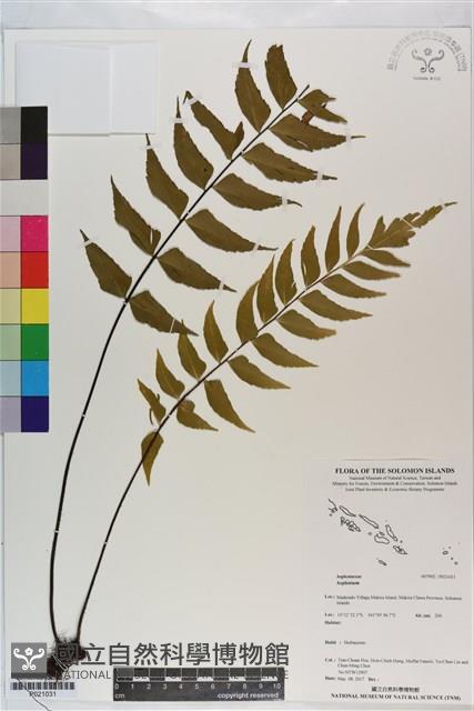 登錄號:P021031藏品圖，第1張