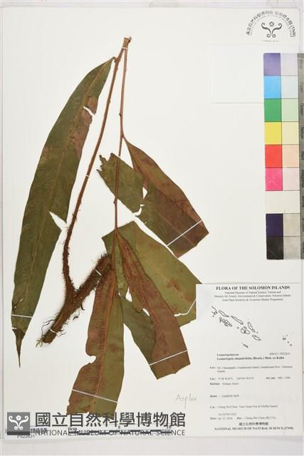 登錄號:P022631藏品圖，第1張