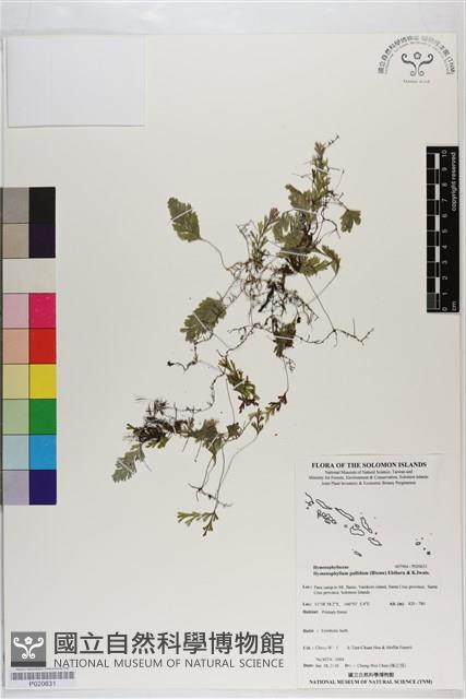 登錄號:P020631藏品圖，第1張