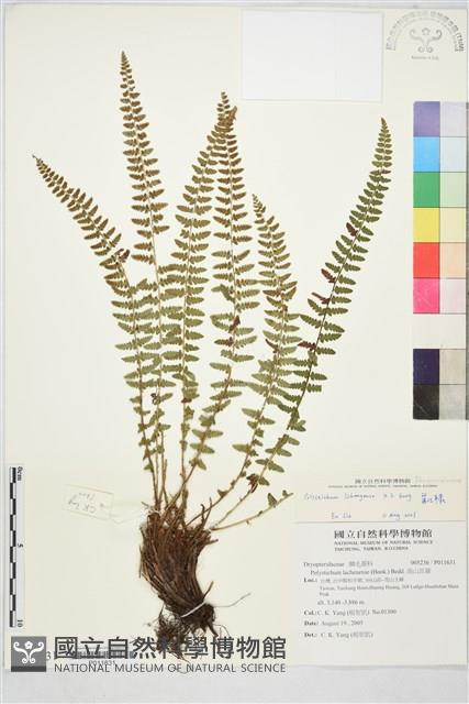 麗江耳蕨藏品圖，第2張