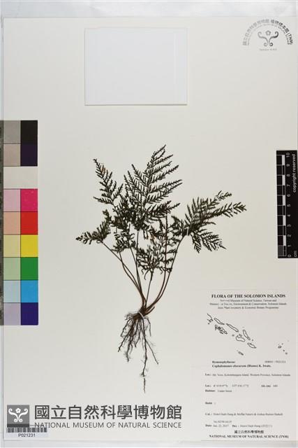 線片長筒蕨藏品圖，第1張