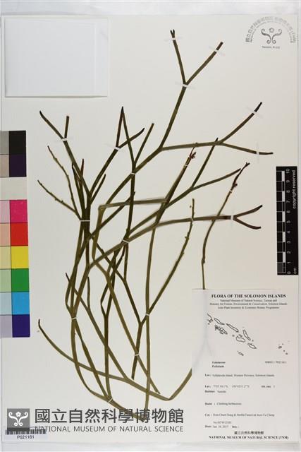 登錄號:P021161藏品圖，第1張