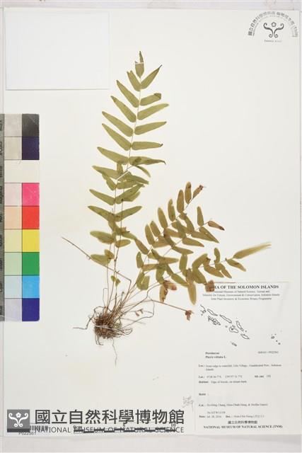 鱗蓋鳳尾蕨藏品圖，第1張