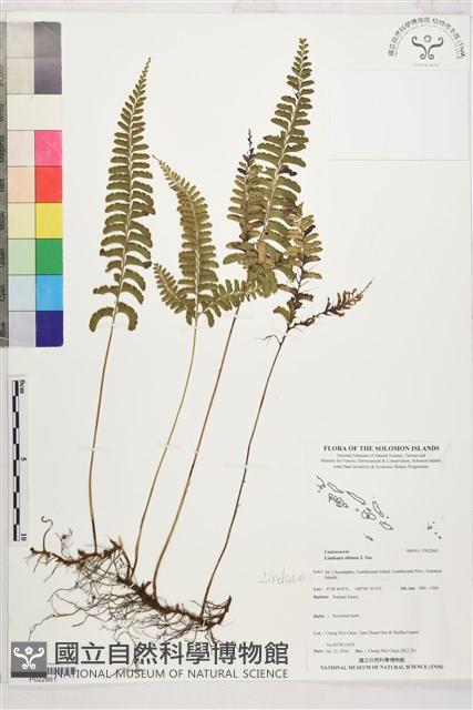 Accession Number:P022661 Collection Image