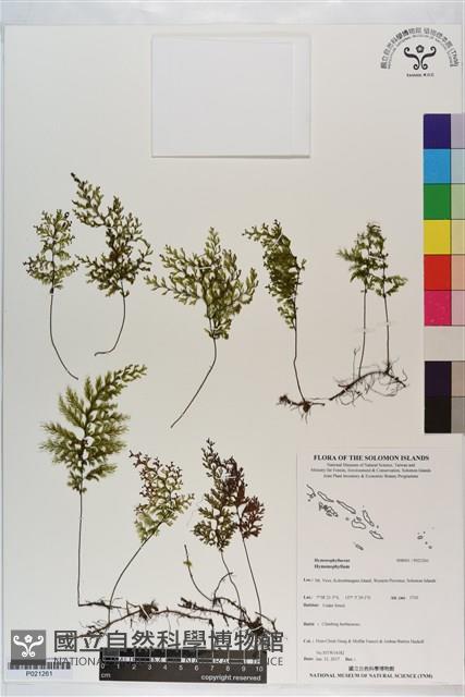 登錄號:P021261藏品圖，第1張