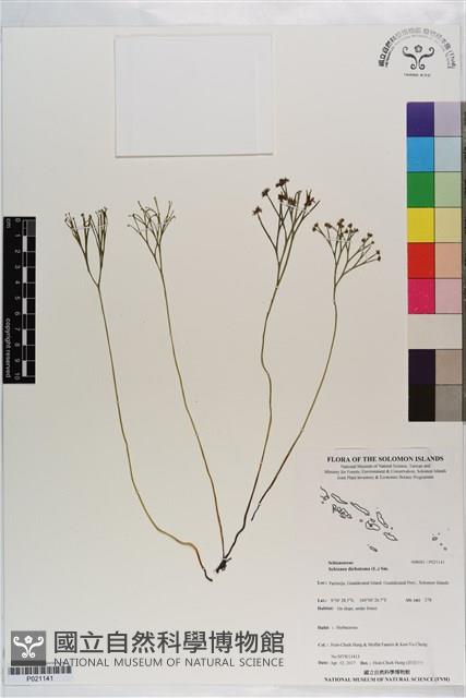 分枝莎草蕨藏品圖，第1張