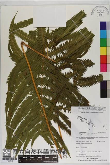 登錄號:P020741藏品圖，第1張