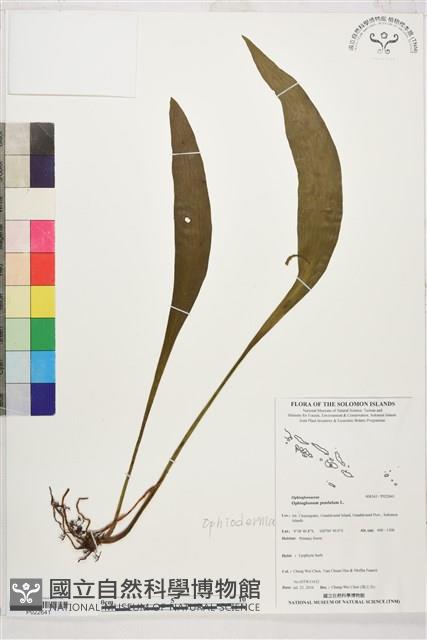 帶狀瓶爾小草藏品圖，第1張