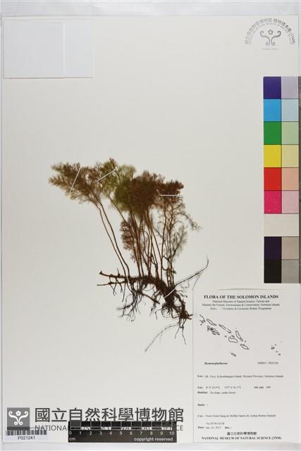 登錄號:P021241藏品圖，第1張