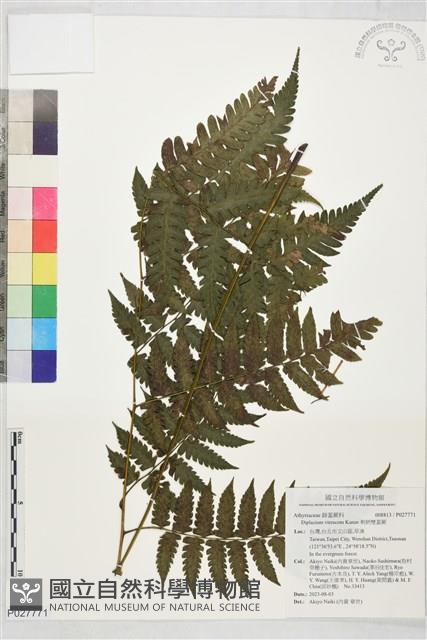 刺柄雙蓋蕨藏品圖，第1張