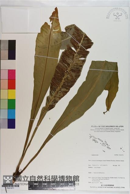 登錄號:P021071藏品圖，第1張