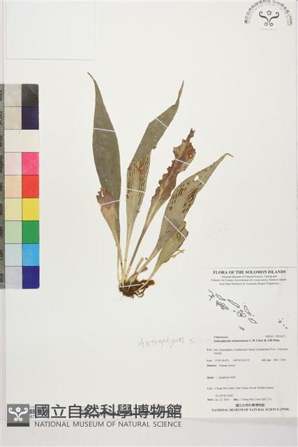 登錄號:P022671藏品圖，第1張