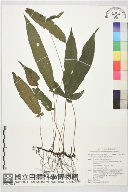 登錄號:P027871藏品圖，第1張