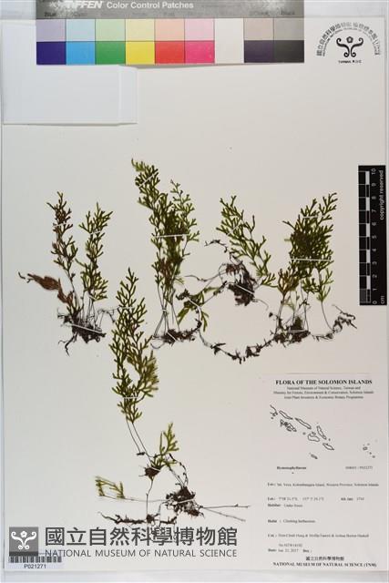 登錄號:P021271藏品圖，第1張